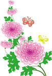 菊花蝴蝶