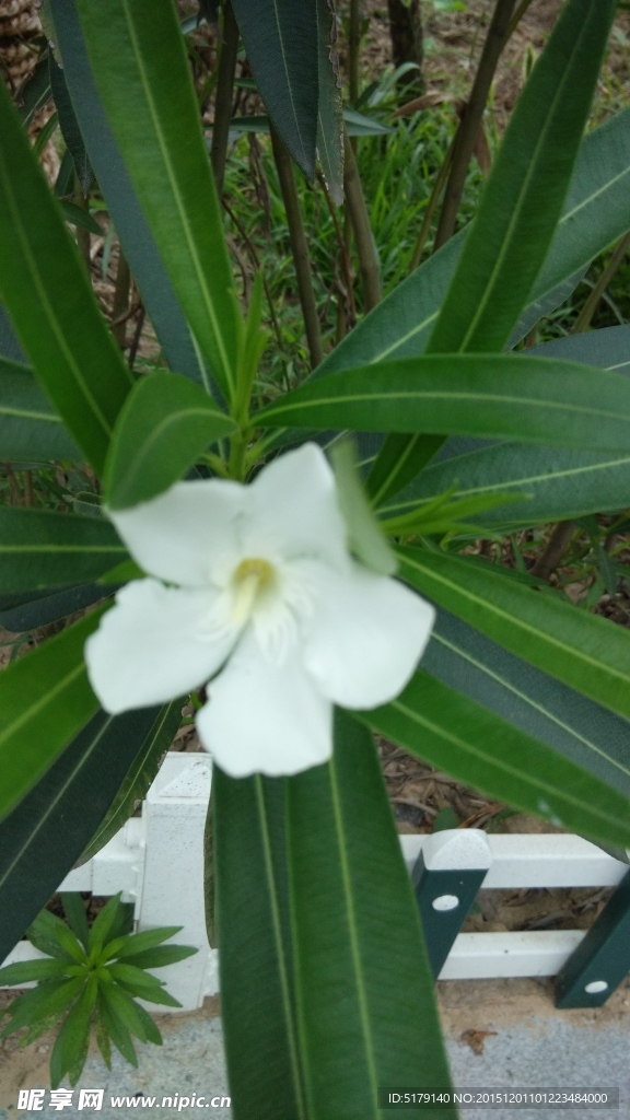 夹竹桃
