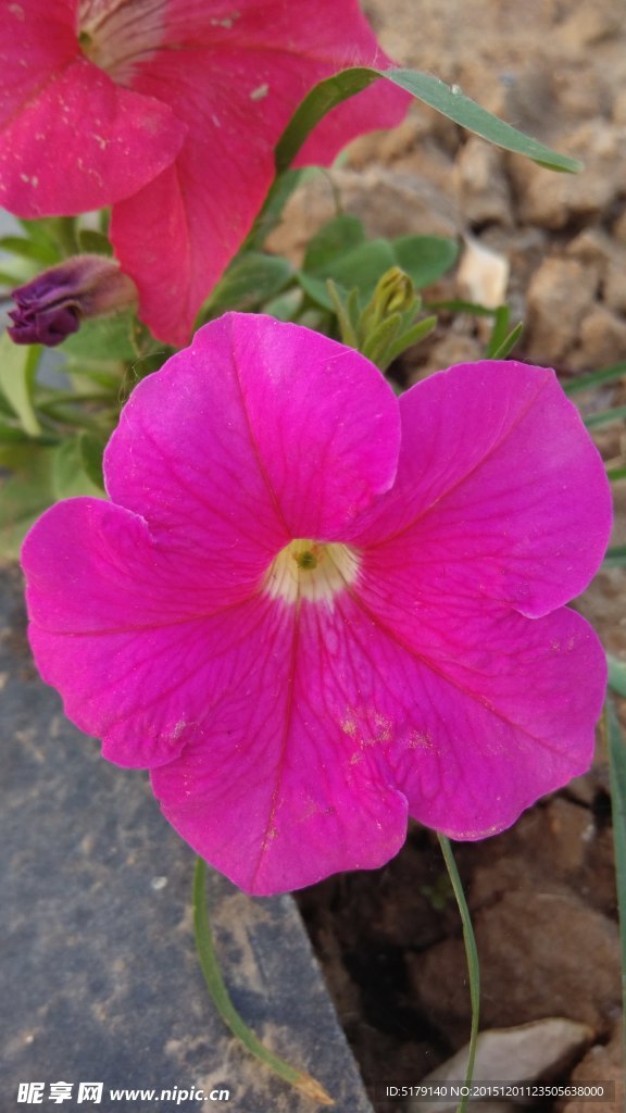 路边的花