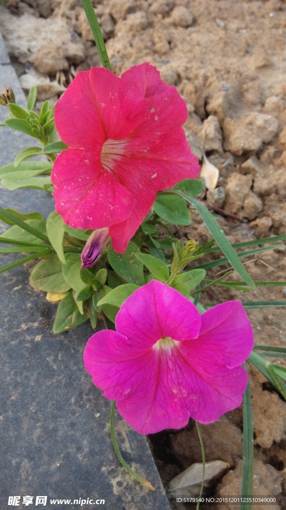 花儿