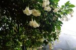 百合花
