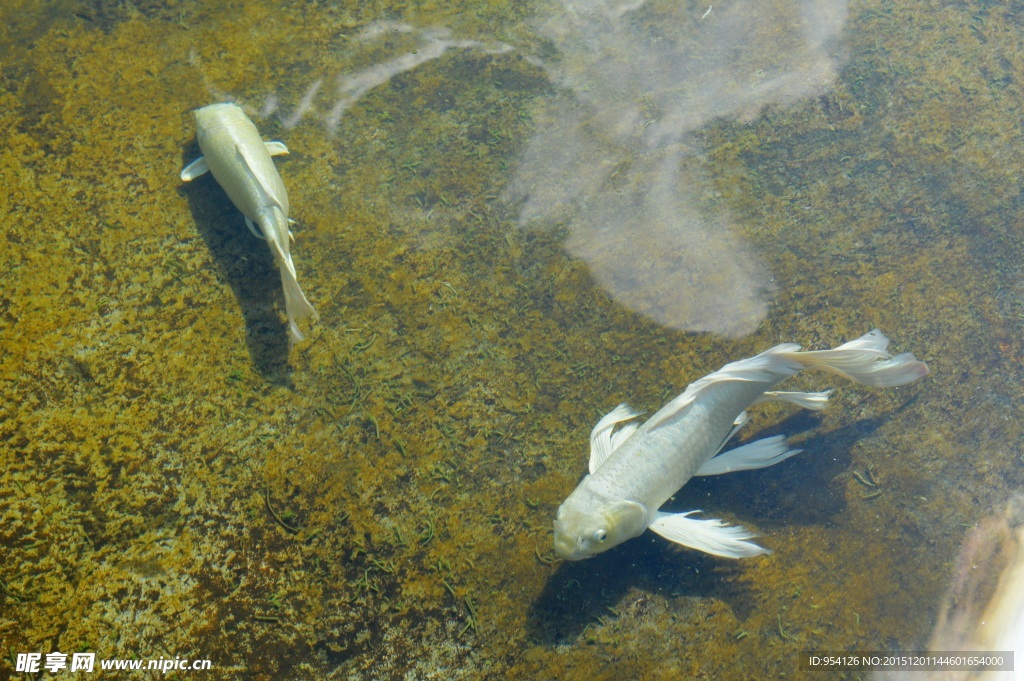 白庙鱼 水池