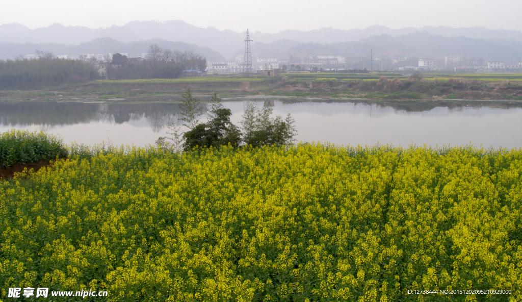 河边黄花