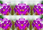 紫色花视频背景素材