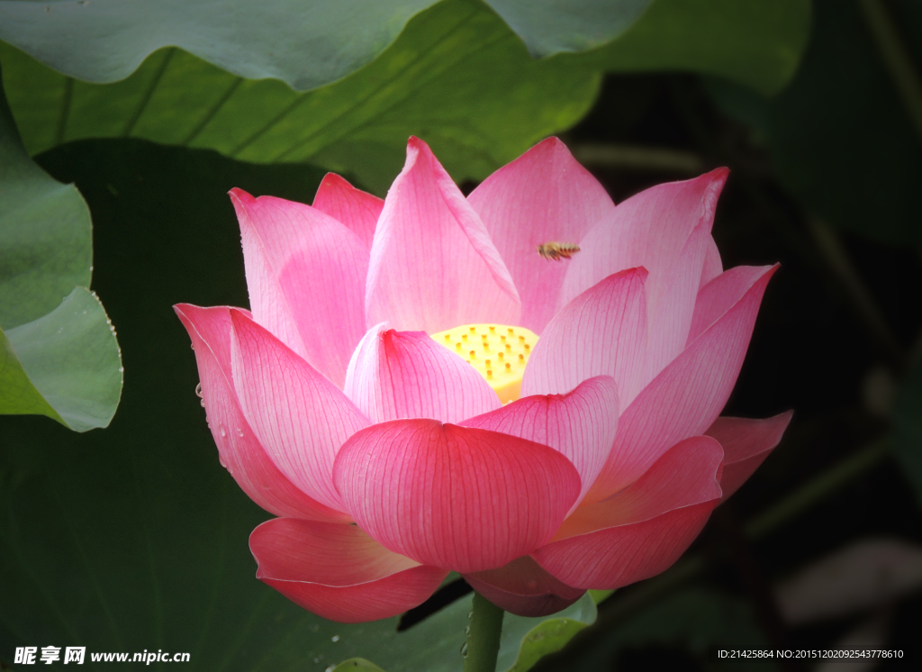 夏日荷花