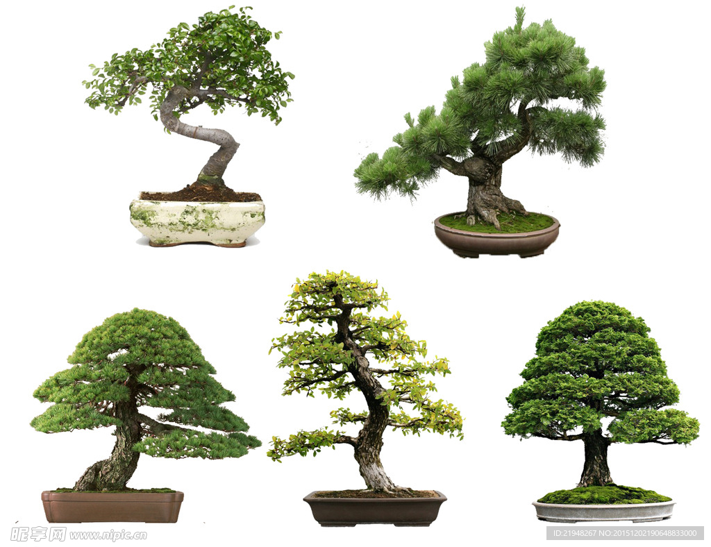 园林盆栽素材