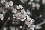 苹果花