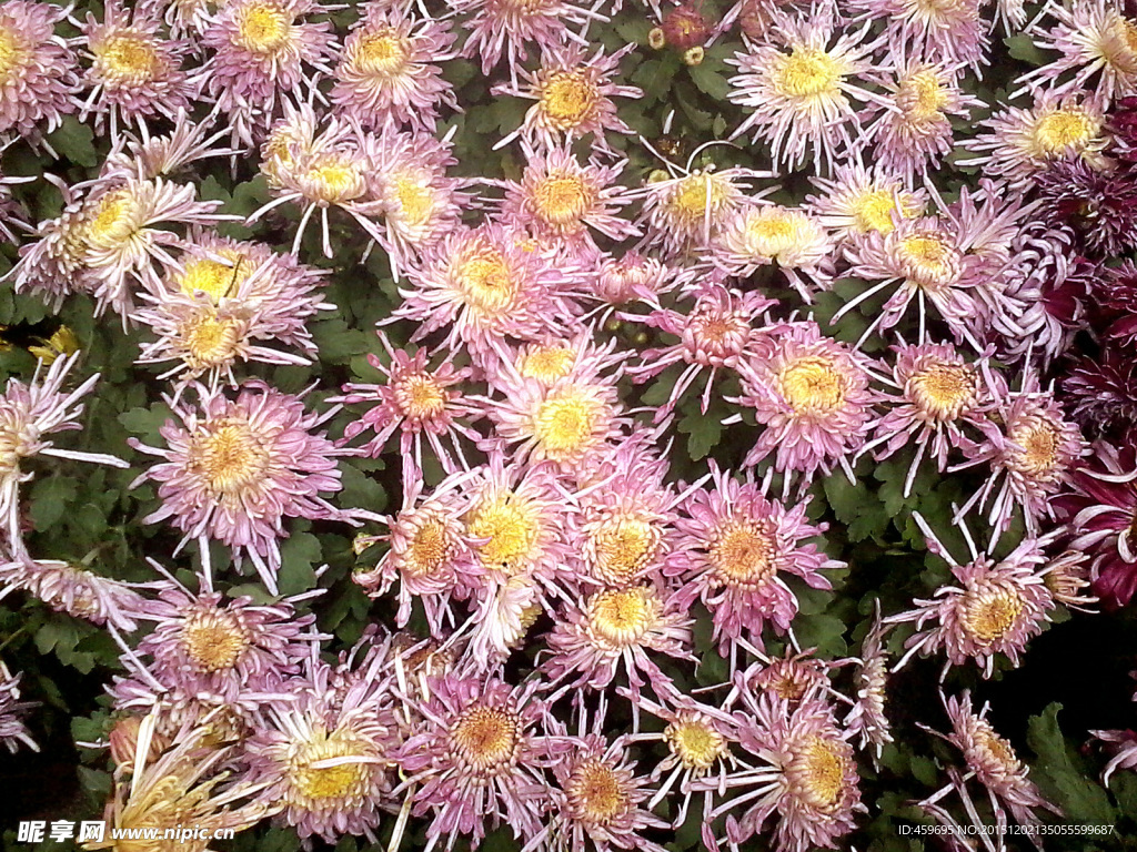 菊花