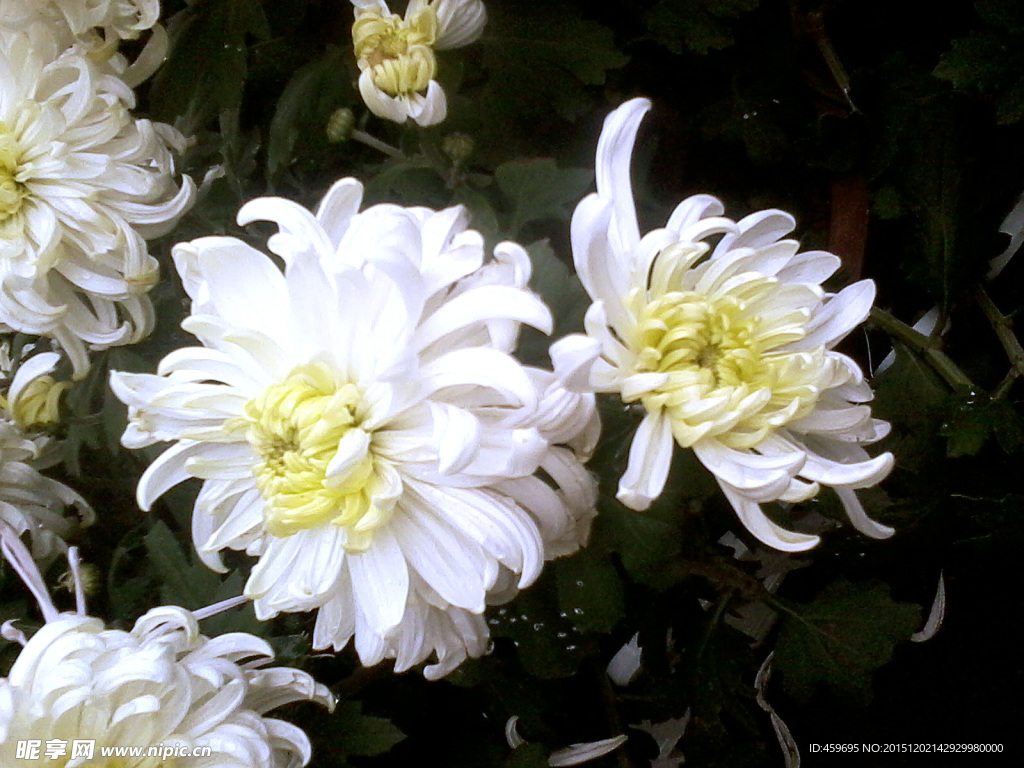 菊花