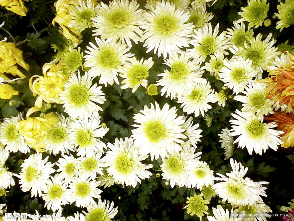 菊花