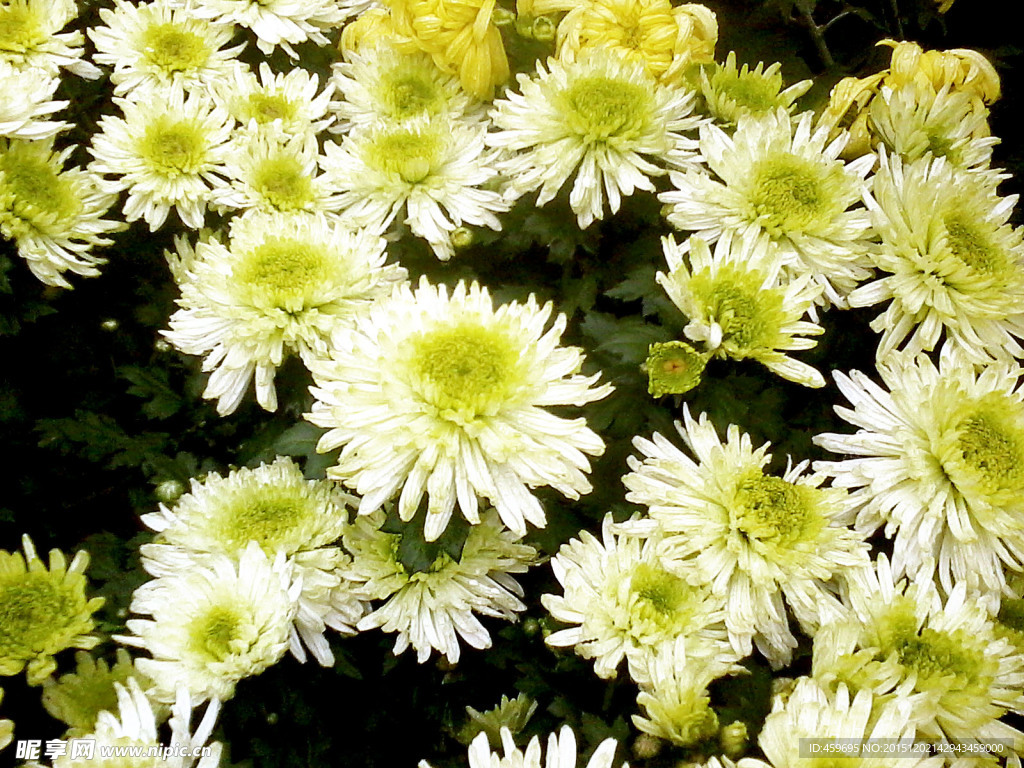 菊花