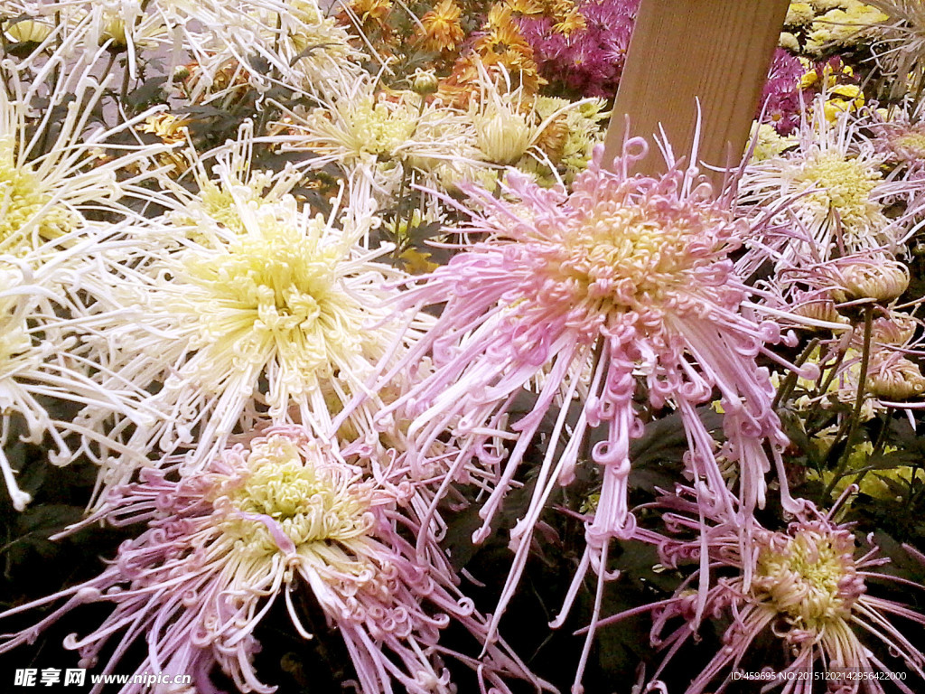 菊花