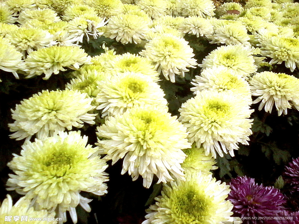 菊花