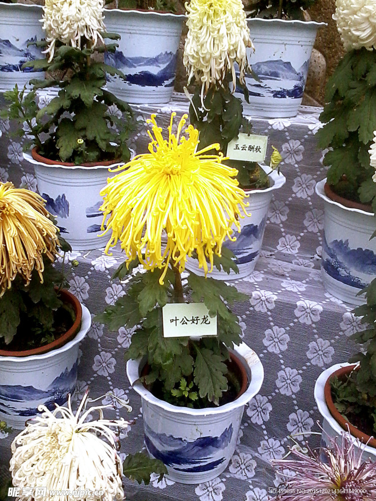 菊花