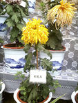 黄菊