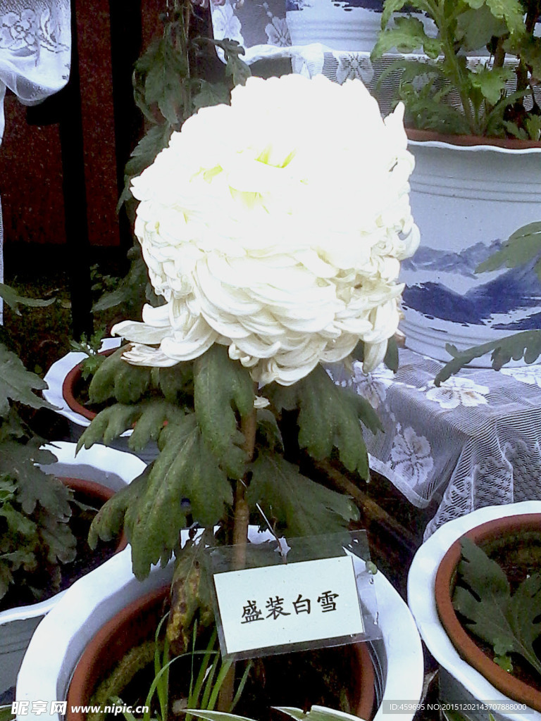 菊花