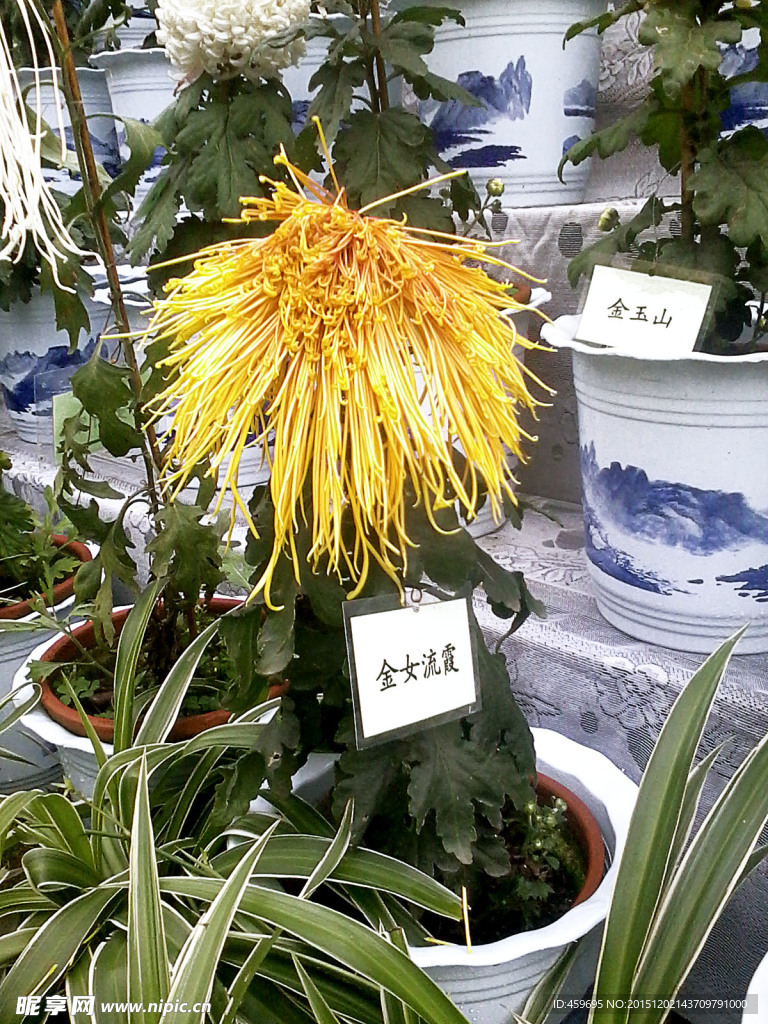 菊花