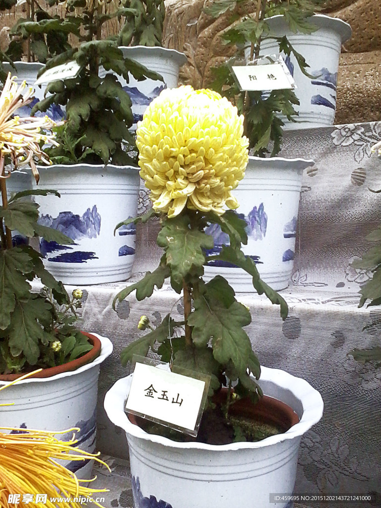 菊花
