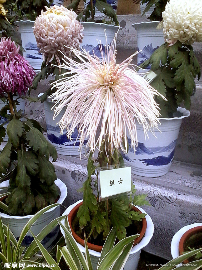 菊花  织女