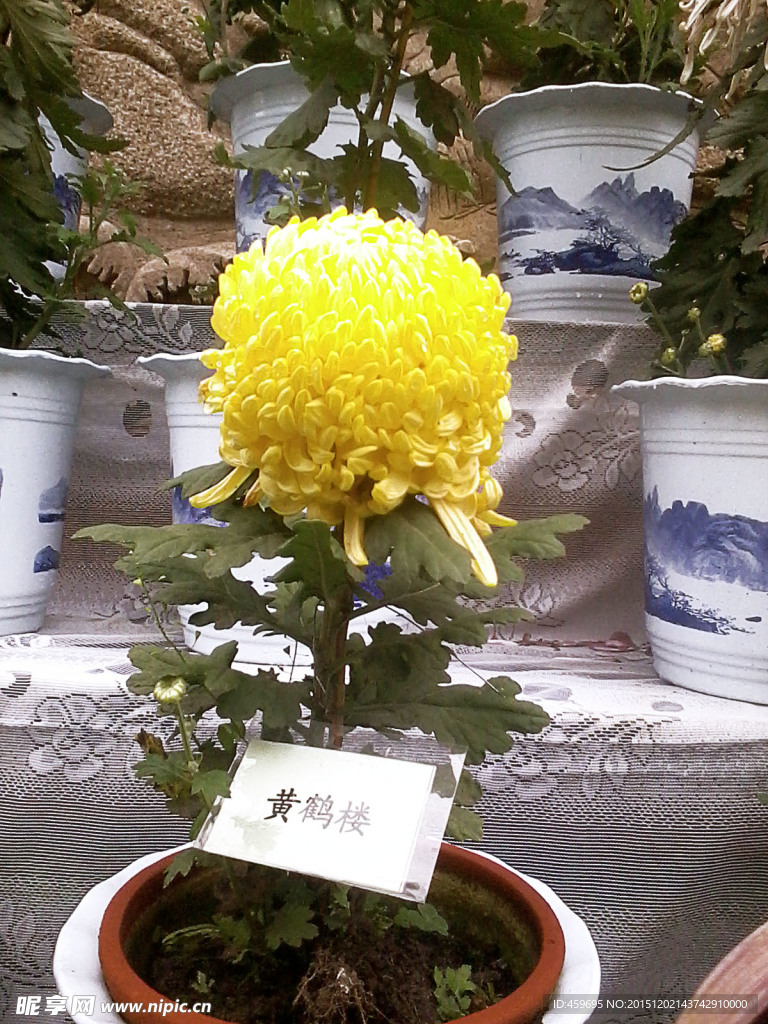 菊花