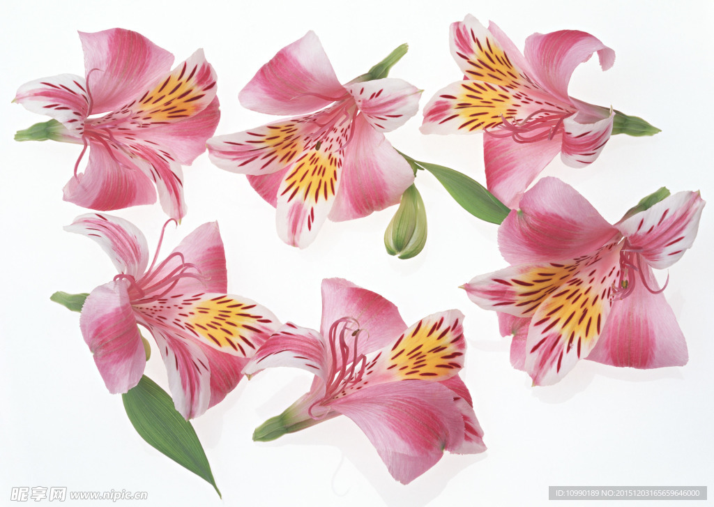 百花争艳