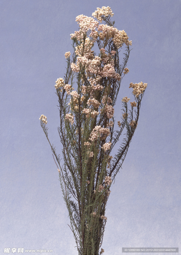 风干花朵素材