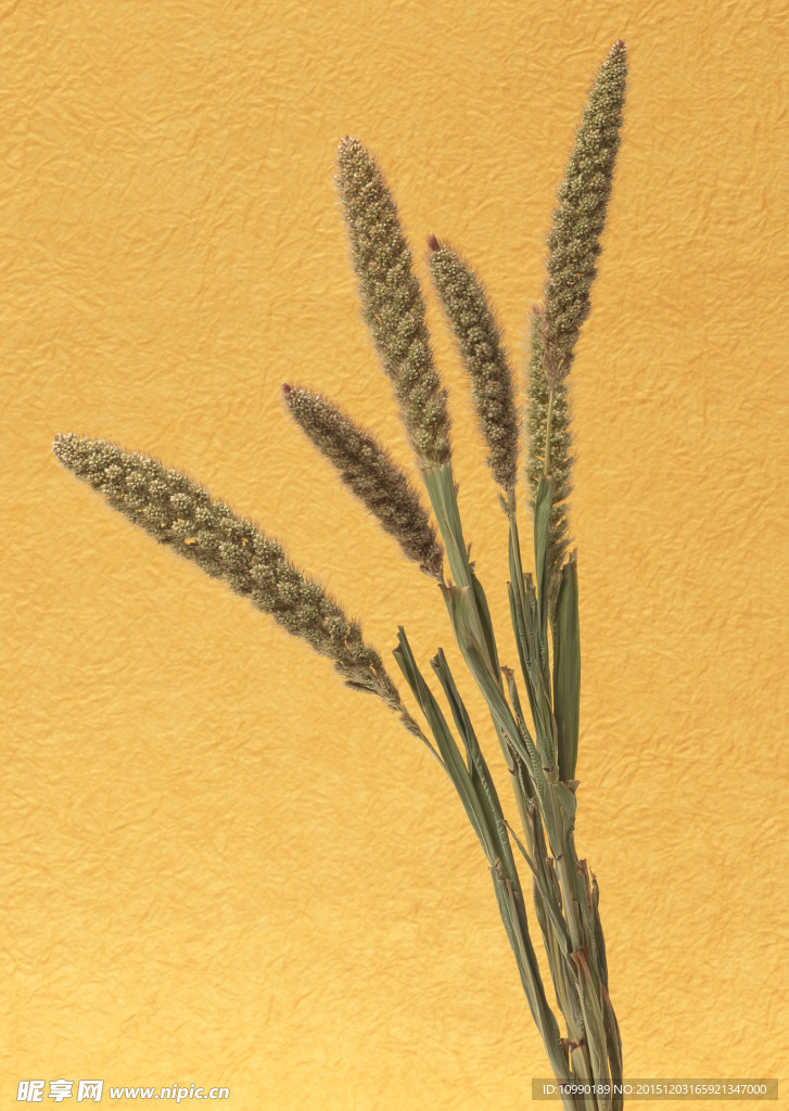 风干花朵素材