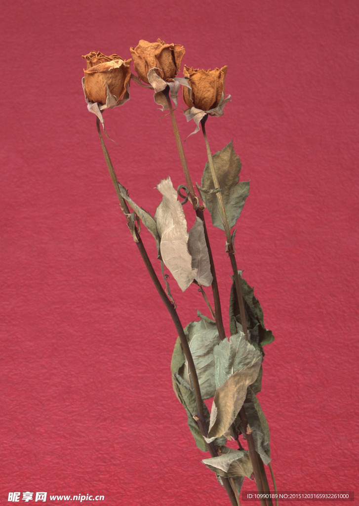 风干花朵素材