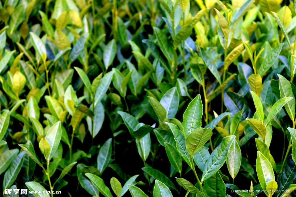 茶树