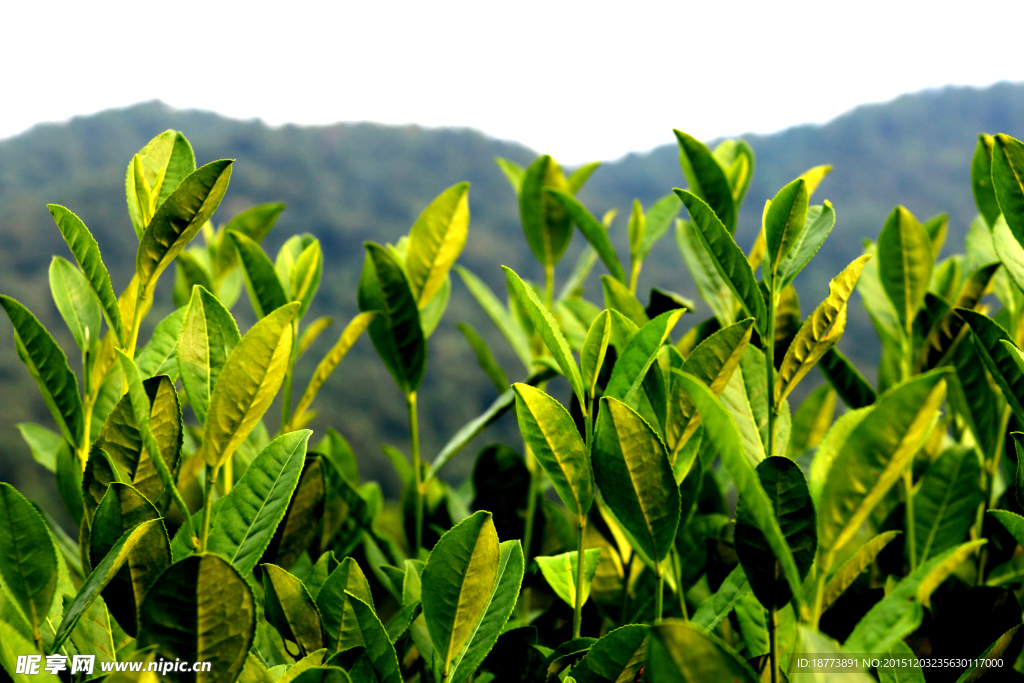 茶树