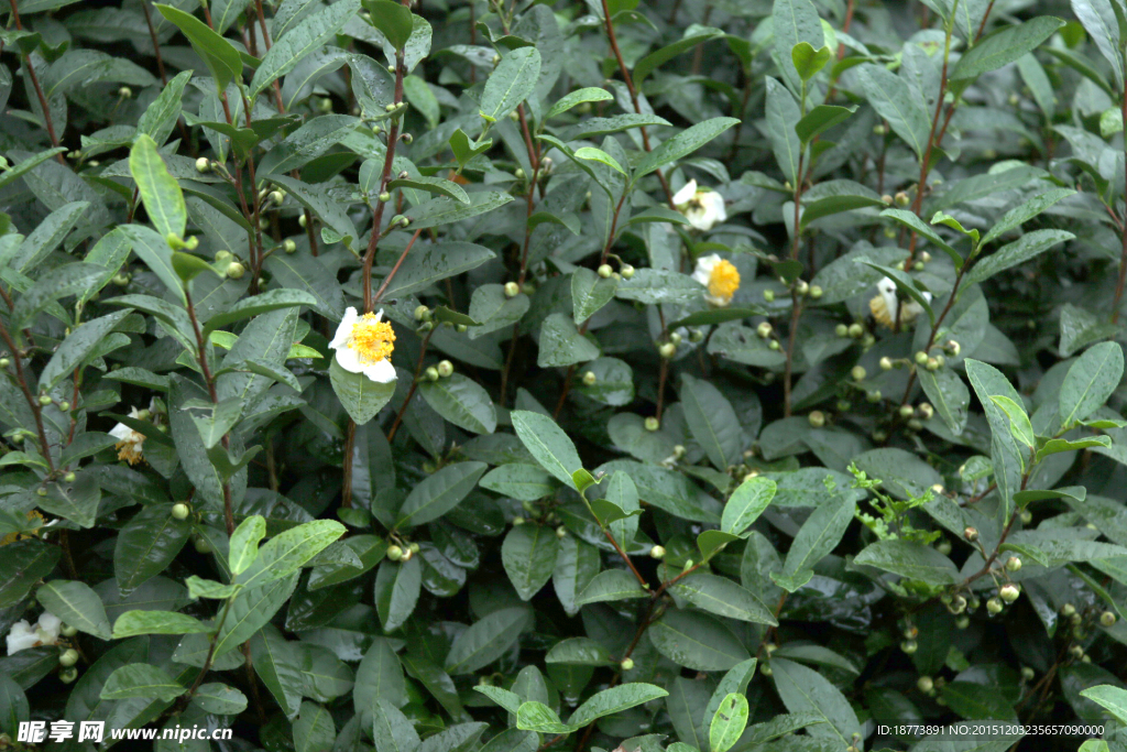 茶花盛开