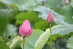 莲花