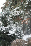 雪松