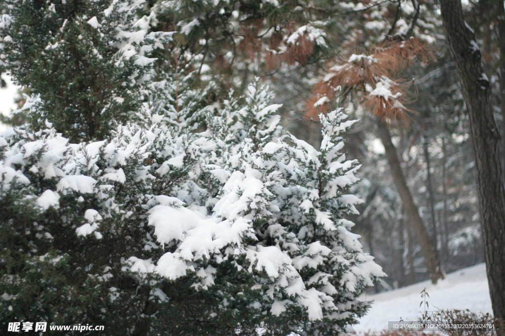 山中雪松