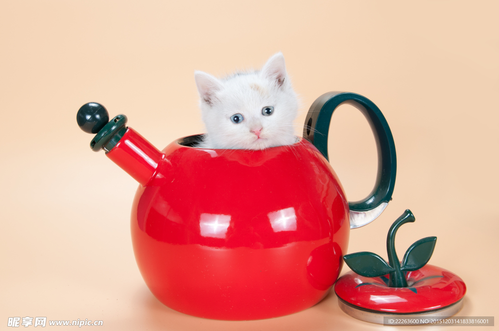 小猫咪