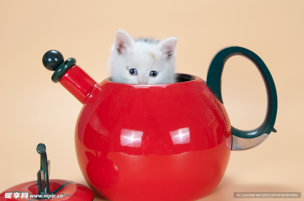 小猫咪