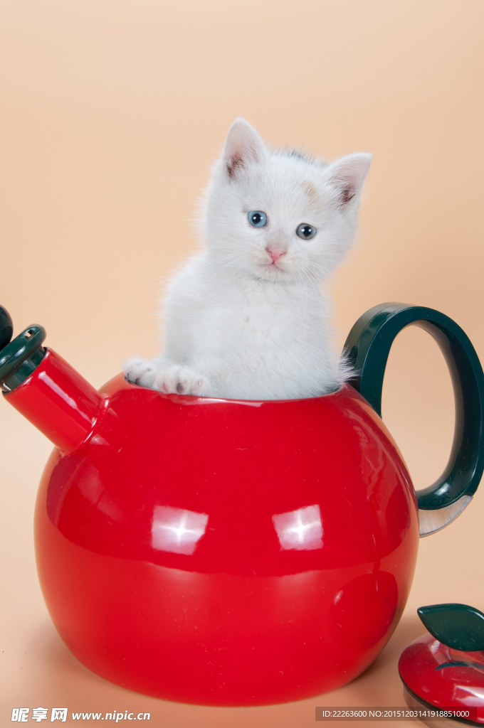 小猫咪