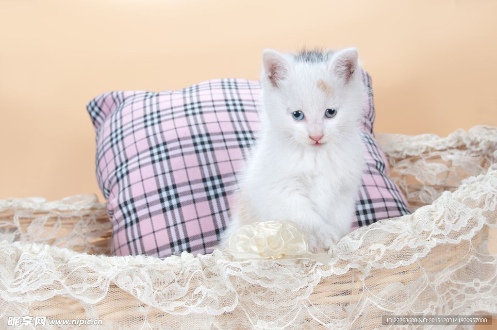 小猫咪
