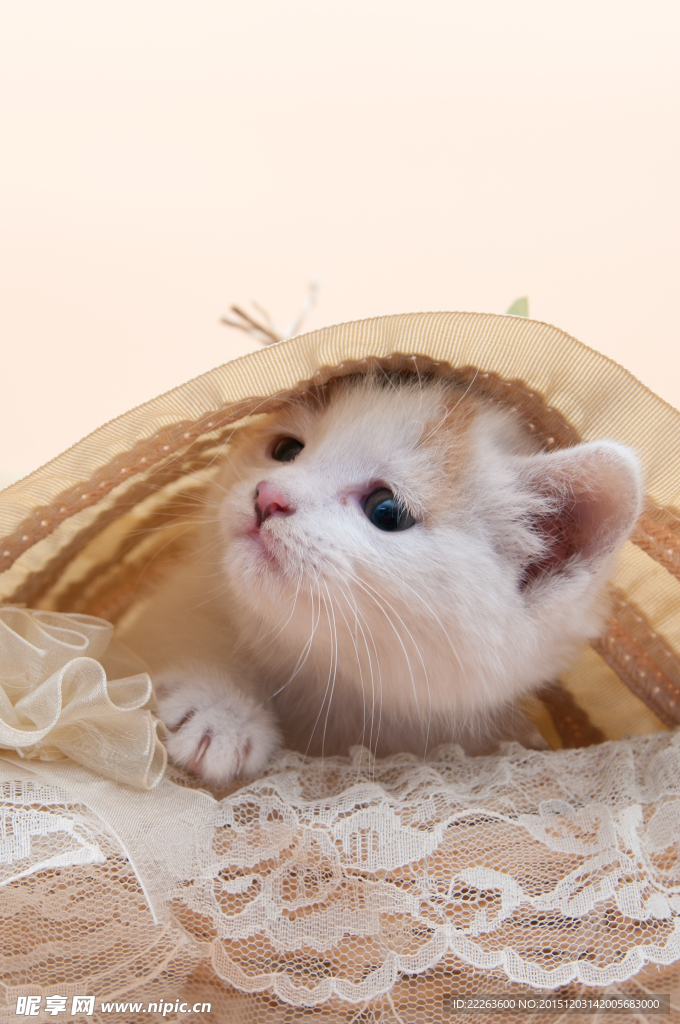 小猫咪