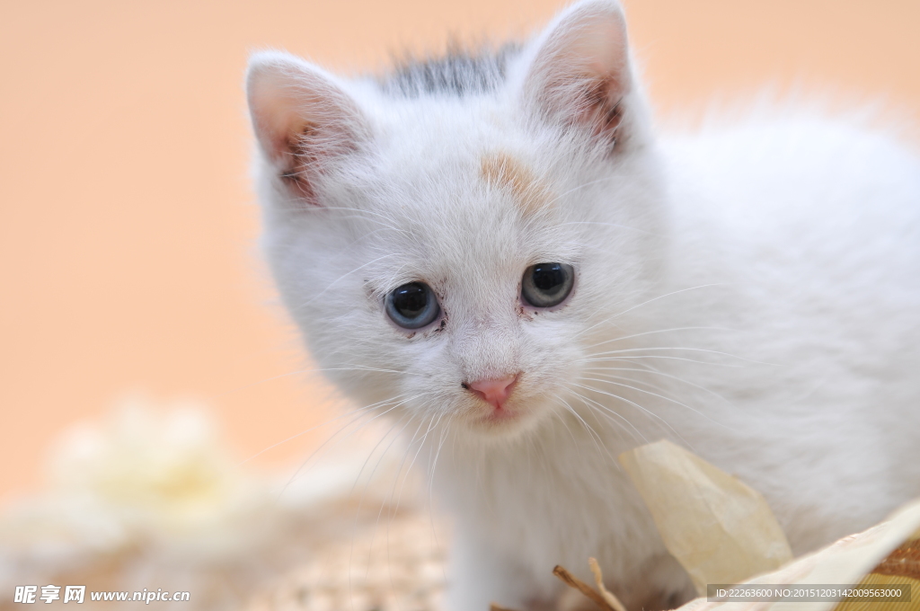 小猫咪