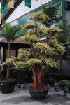 花叶 植物盆景