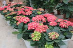 八仙花 绣球花