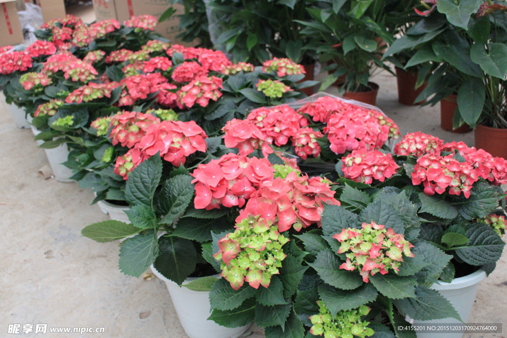八仙花 绣球花
