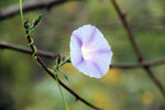 牵牛花