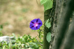 牵牛花