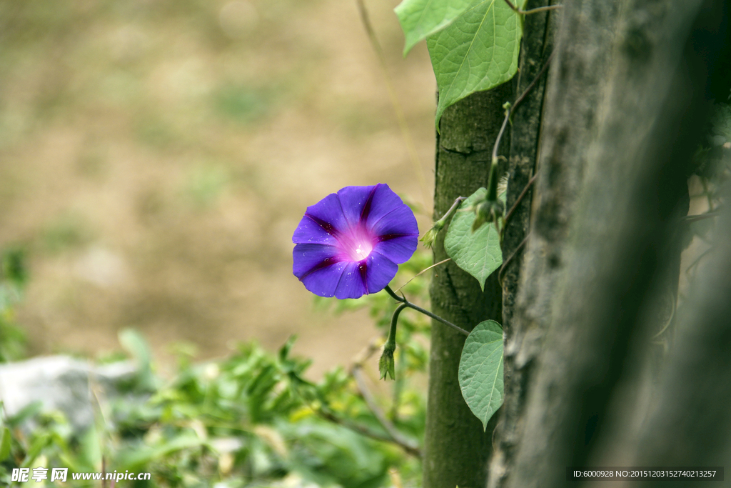 牵牛花