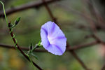 牵牛花