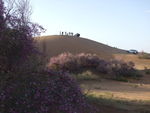 花帮花