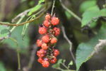 野果 植物