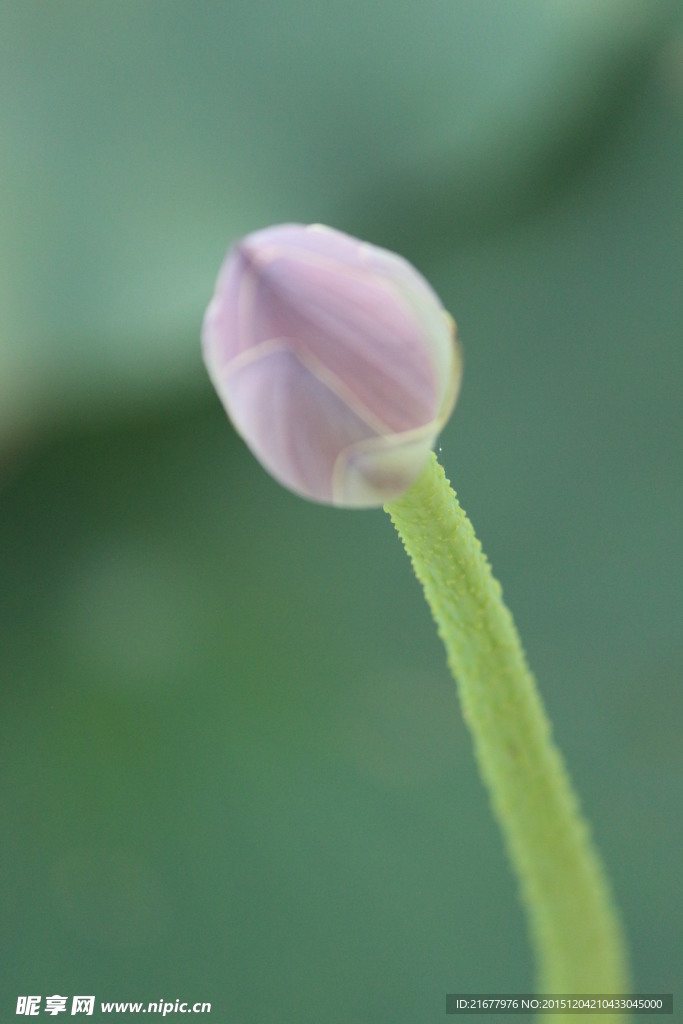 莲花